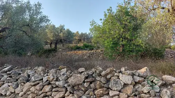 Finca Rustica El Perello 263ha Olivos Algarrobos