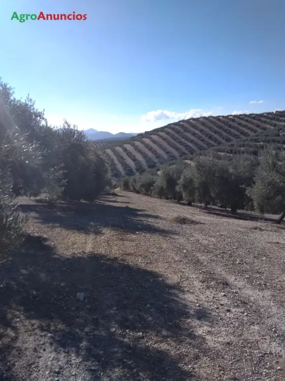 Venta  de Finca de olivos marteños en Granada