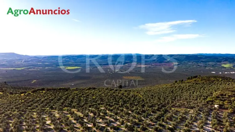 Venta  de Finca de olivar en Jaén