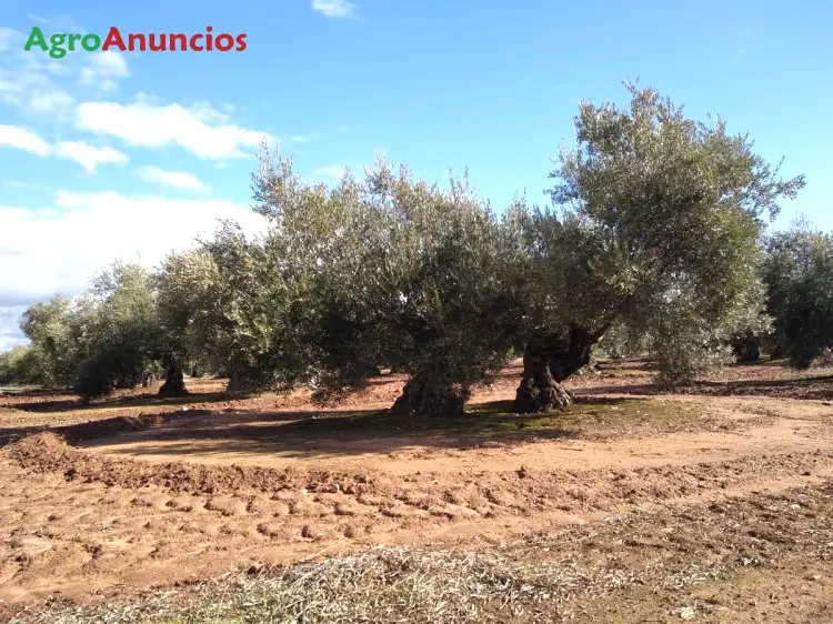 Venta  de Finca de olivos en Jaén