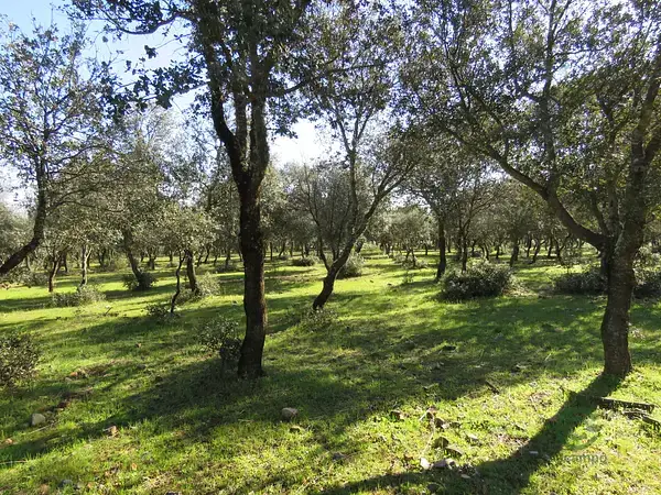 Finca Utebo: Tranquilidad y espacio en entorno natural