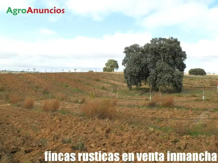 Venta  de Finca de pistachos peter y kerman en Toledo