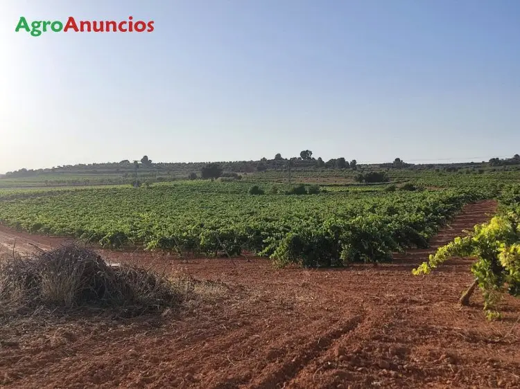 Venta  de Finca de viña bobal en espaldera de regadio en Valencia