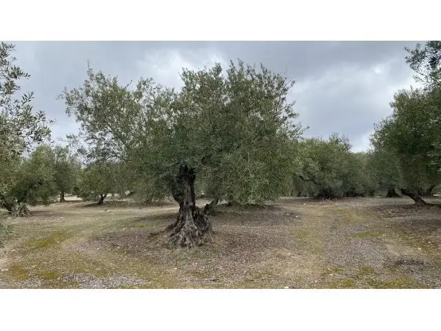 Finca Olivar Tradicional Buen Acceso 45 Fanegas