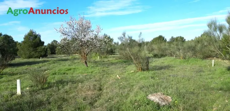 Venta  de Terreno forestal en Ciudad Real