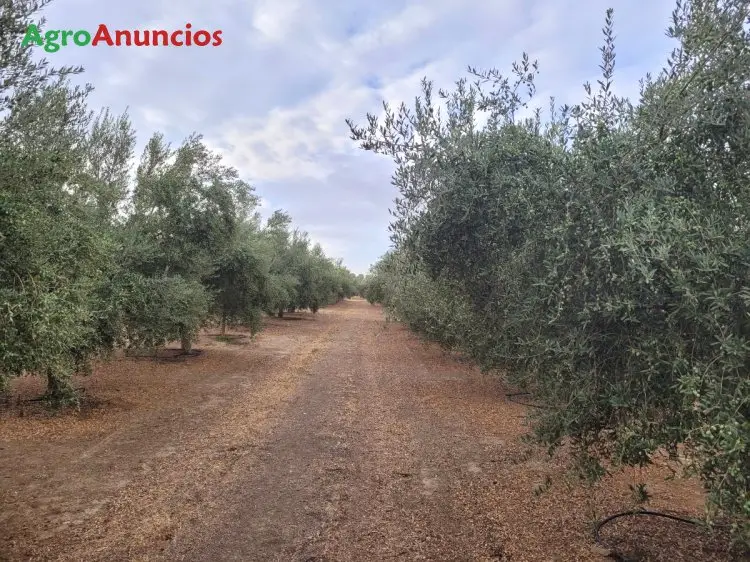 Venta  de Finca de olivar intensivo picual y arbequina en Granada