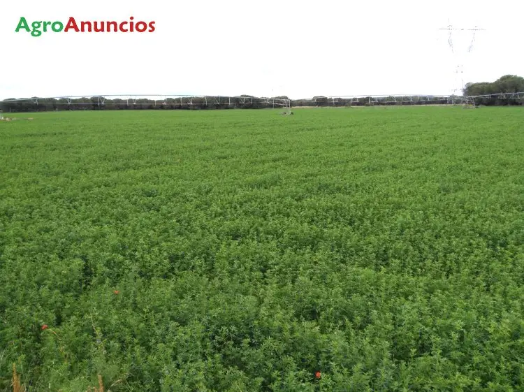 Venta  de Finca de regadío en Valladolid