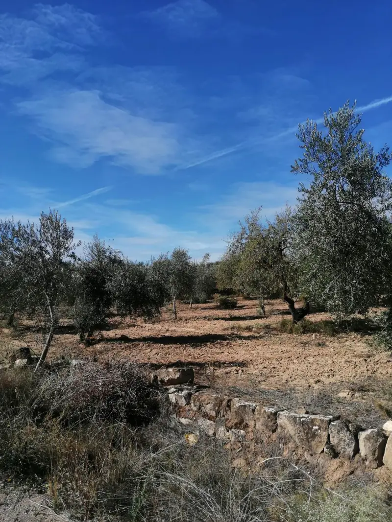 Venta Finca Castelldans 33000m2 Olivos