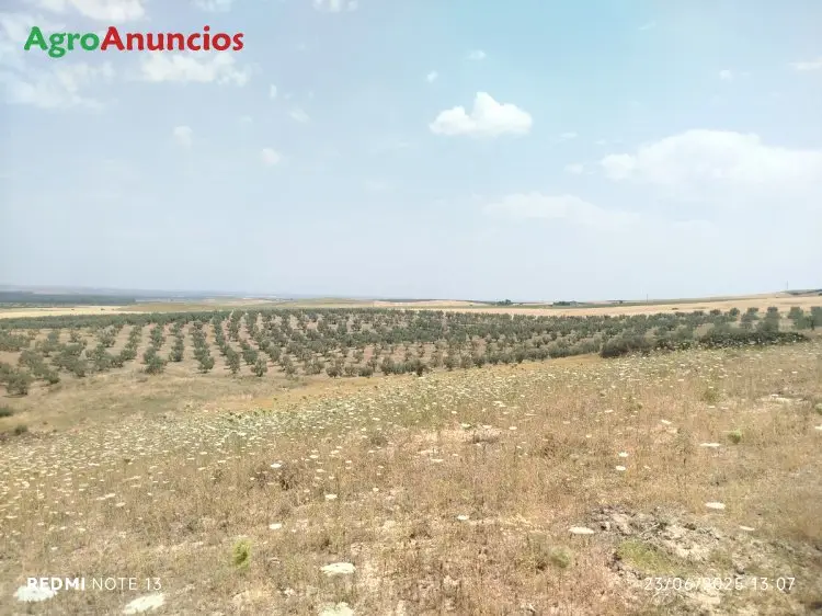 Finca Rústica Sevilla Venta
