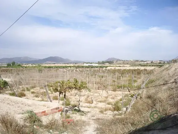 Parcela 05ha Novelda Alicante riego por goteo