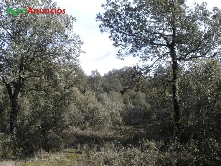 Venta  de Finca rústica con coto de caza en Ciudad Real