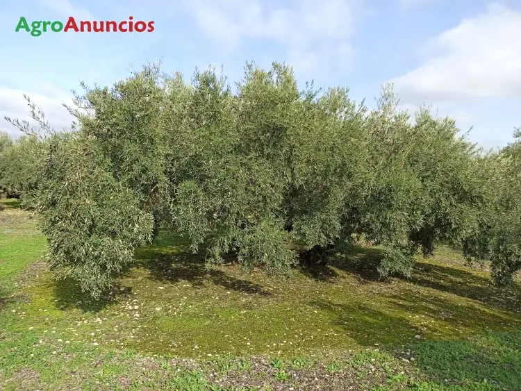 Demanda  de Finca de olivos en Córdoba