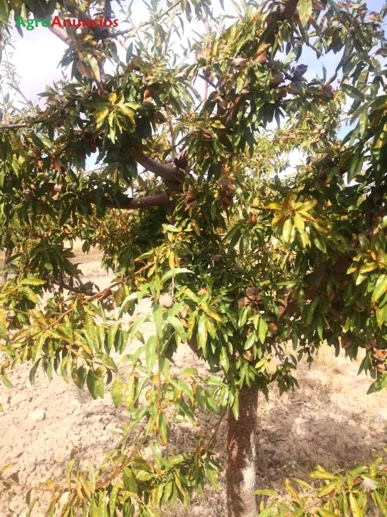 Venta  de Finca con almendros guara y olivos centenarios en Murcia