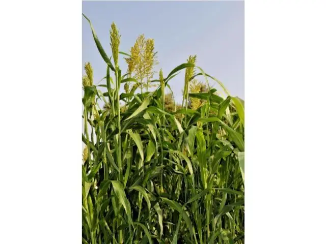 Finca Rustica 4003 Hectareas Ciudad Real