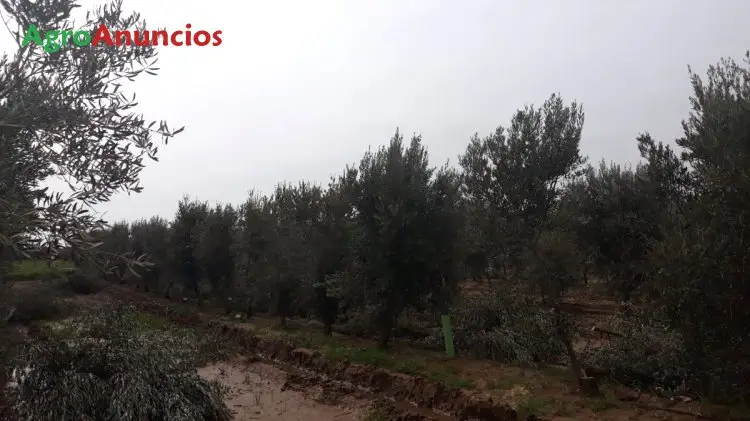 Venta  de Finca de olivar marteño superintensivo en Badajoz