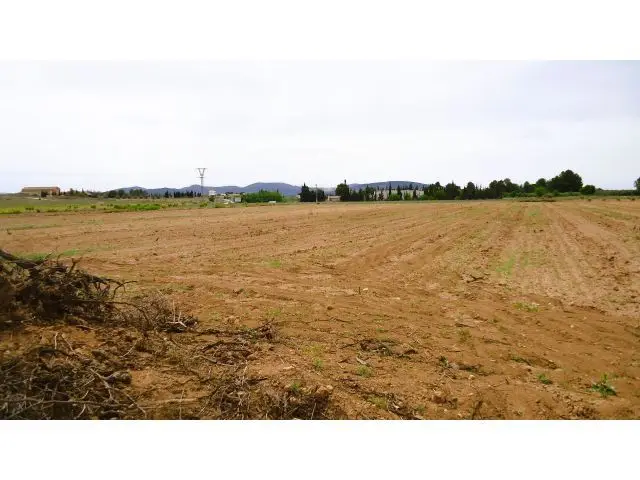 Finca Rustica en Venta Pinoso Alicante