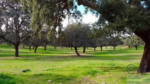 Dehesa en Cáceres 424 hectáreas