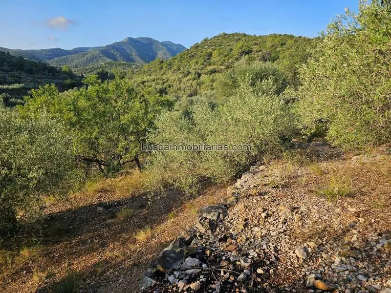 Parcela Rustica en Venta Amposta 2900m2 Olivos
