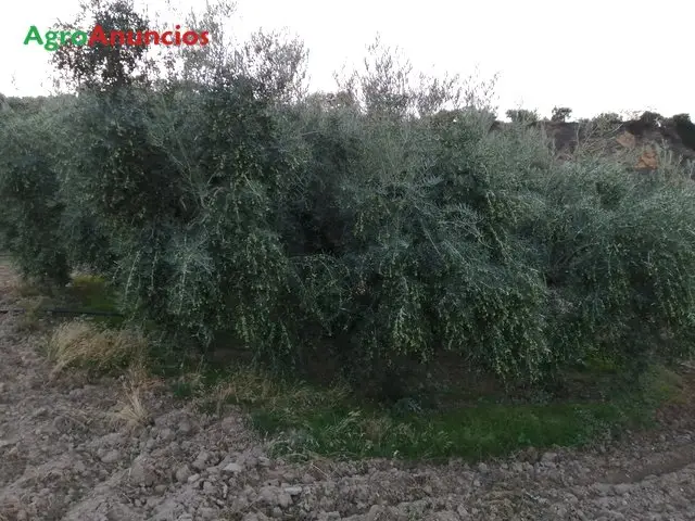 Venta  de Finca de olivar hojiblanco con riego en Granada