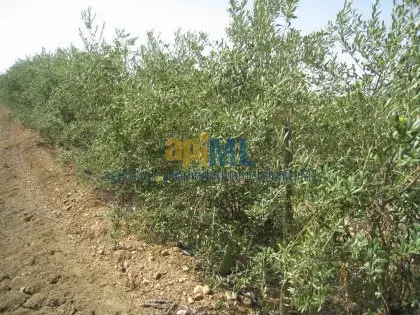 Finca Rustica Venta Sevilla 60 Hectareas Olivos Arbequinos