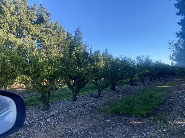 Finca Rustica en Venta Tortosa 198000m2 Naranjos