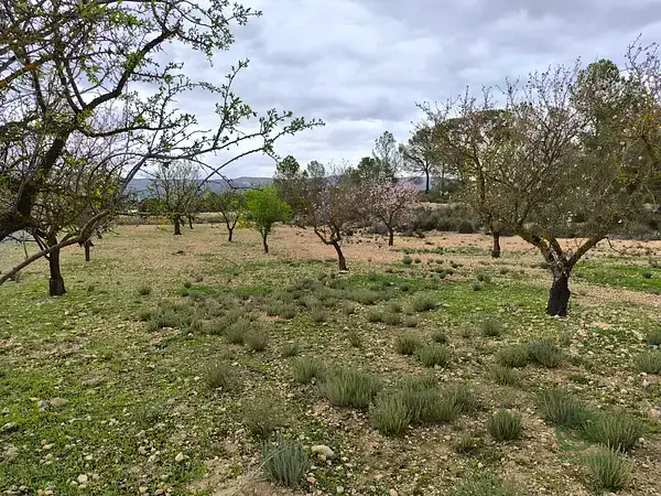 Parcela Rustica 2 58ha Monovar Alicante