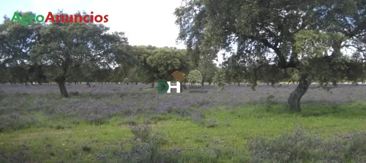 Venta  de Finca ganadera y de caza mayor en Cáceres