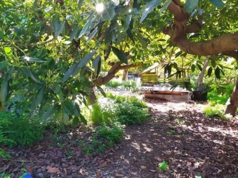 Parcela Rustica Frigiliana Cultivo Aguacates