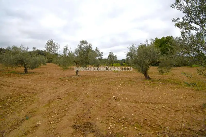 Parcela Rustica en Venta en Muro Mallorca