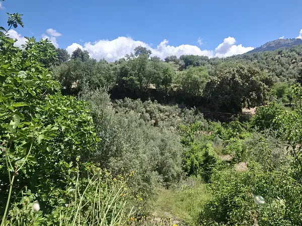 Huerta en Venta La Iruela Jaen 1ha 145 Olivos