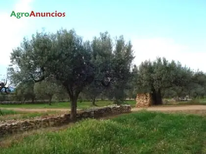 Venta  de Finca de almendros y olivos en Tarragona