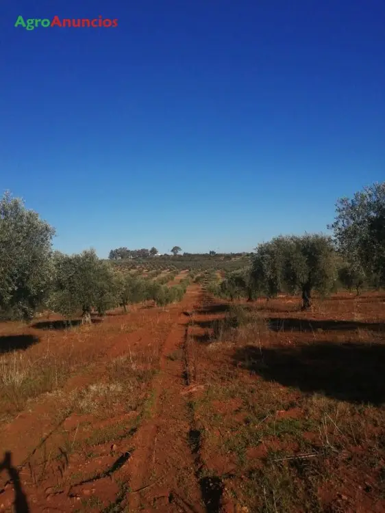 Venta  de Finca de olivos en Badajoz