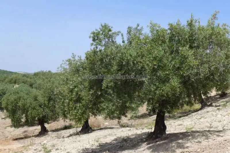 Parcela Rustica en Venta Baena Olivar Productivo 6 Ha