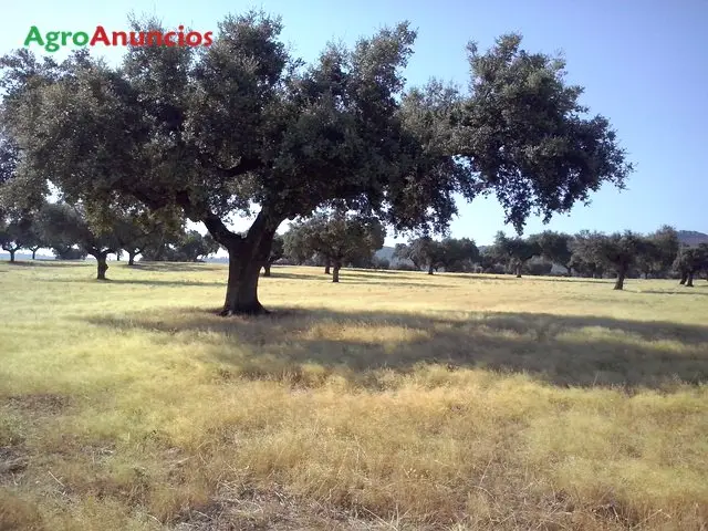 Venta  de Finca ganadera llana y cercada en Cáceres