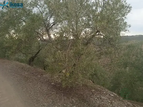 Olivar en Montoro Cordoba 465ha Venta