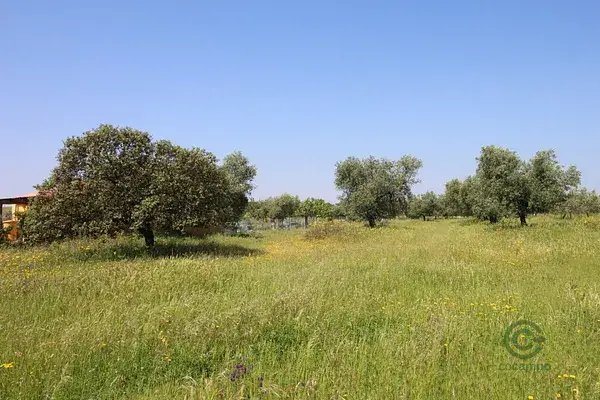 Terreno con Olivos en Esparragalejo