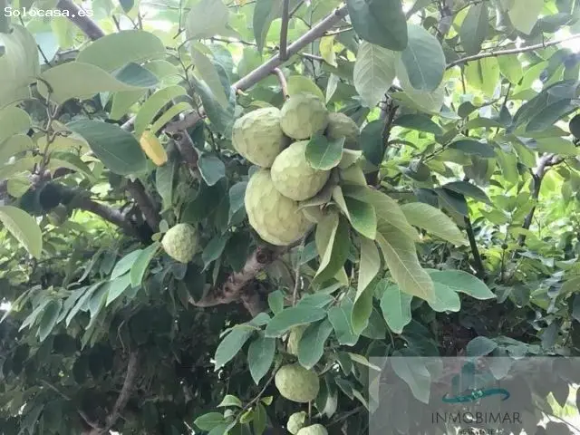 Finca Rustica Salobrena 3729m2 Frutales