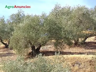 Venta  de Finca de olivos en Jaén