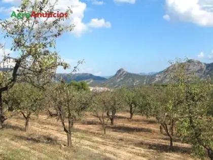 Venta  de Finca con almendros, olivar y arbolado en Tarragona