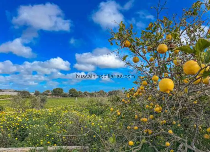 Cortijo Rustico en Venta Llucmajor Mallorca
