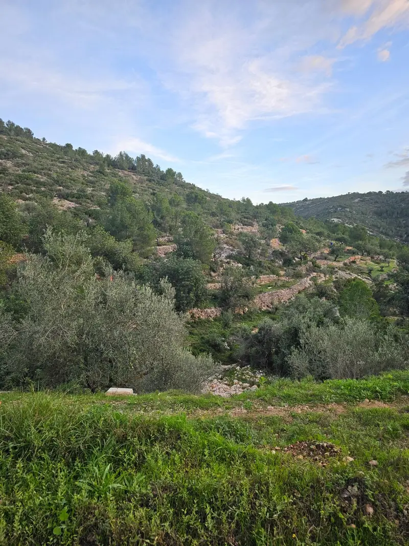Venta Terreno Rustico Montsià 36000m2 Olivos