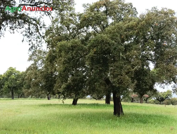 Finca Ganadera en Caceres con Cortijo y Naves
