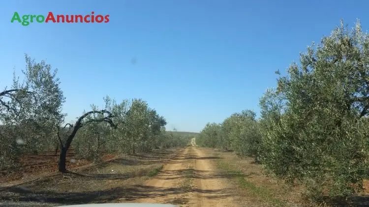 Compra  de Finca de regadío en Sevilla