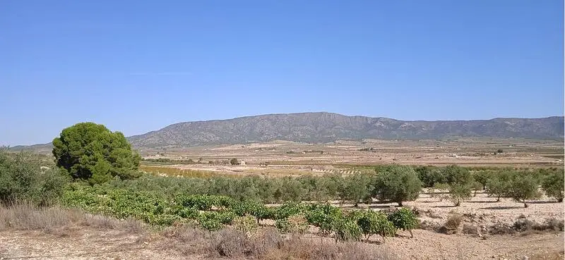 Terreno en Venta Pinoso Alicante 10000m2