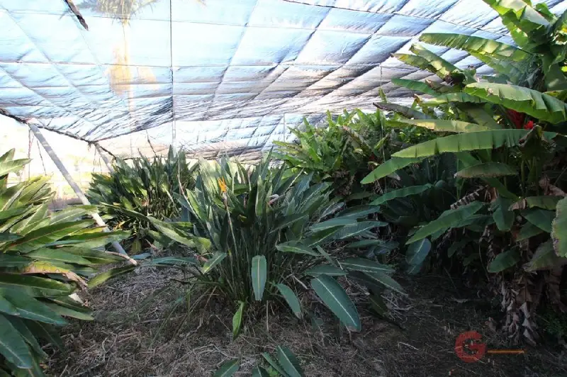 Venta Terreno Rustico Panata Motril Invernadero Naves