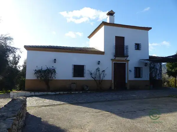 Finca Rustica en Ronda Malaga Olivar en Produccion