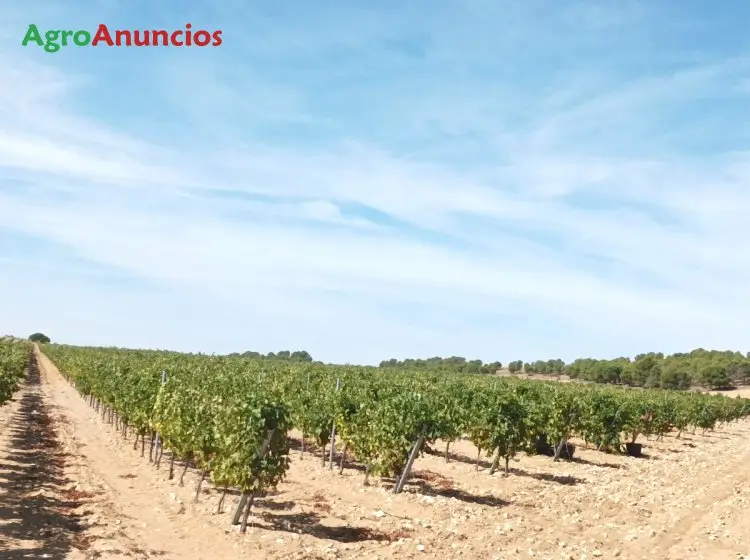 Venta  de Finca de viñas verdejo do rueda en Valladolid