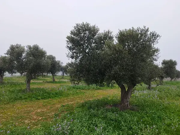 Finca Rustica con Olivos en Lleida Aitona