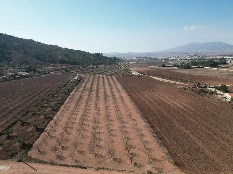 Parcela Edificable en Pinoso 13099m2 Cerca del Pueblo