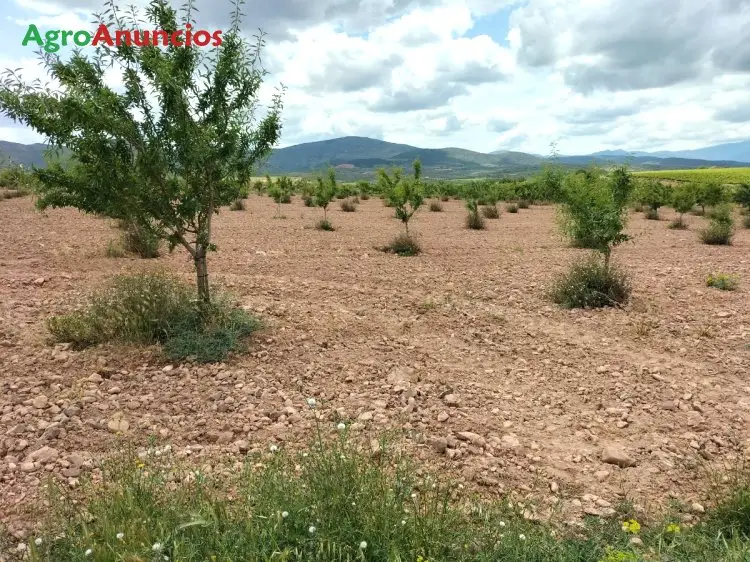 Venta  de Finca de almendros en Zaragoza